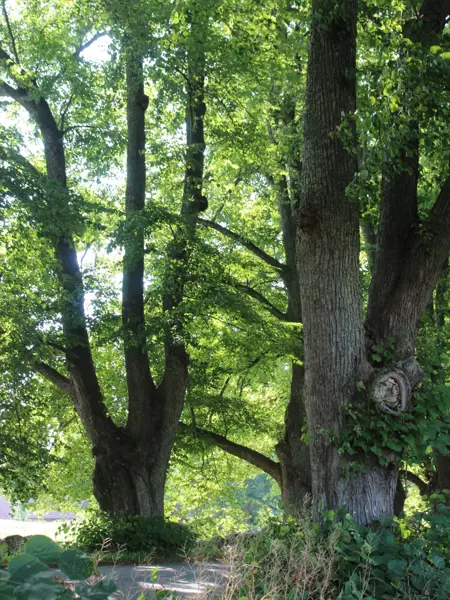 Foto av Grönt kulturarv®s parklinden 'Övedskloster'. Fotot visar tre flerstammiga lindar i full grönska. Runt trädets stammar syns buskar av rotskott, samt även en del årskott uppe på stammarna. Mellan träden syns lite av en väg.