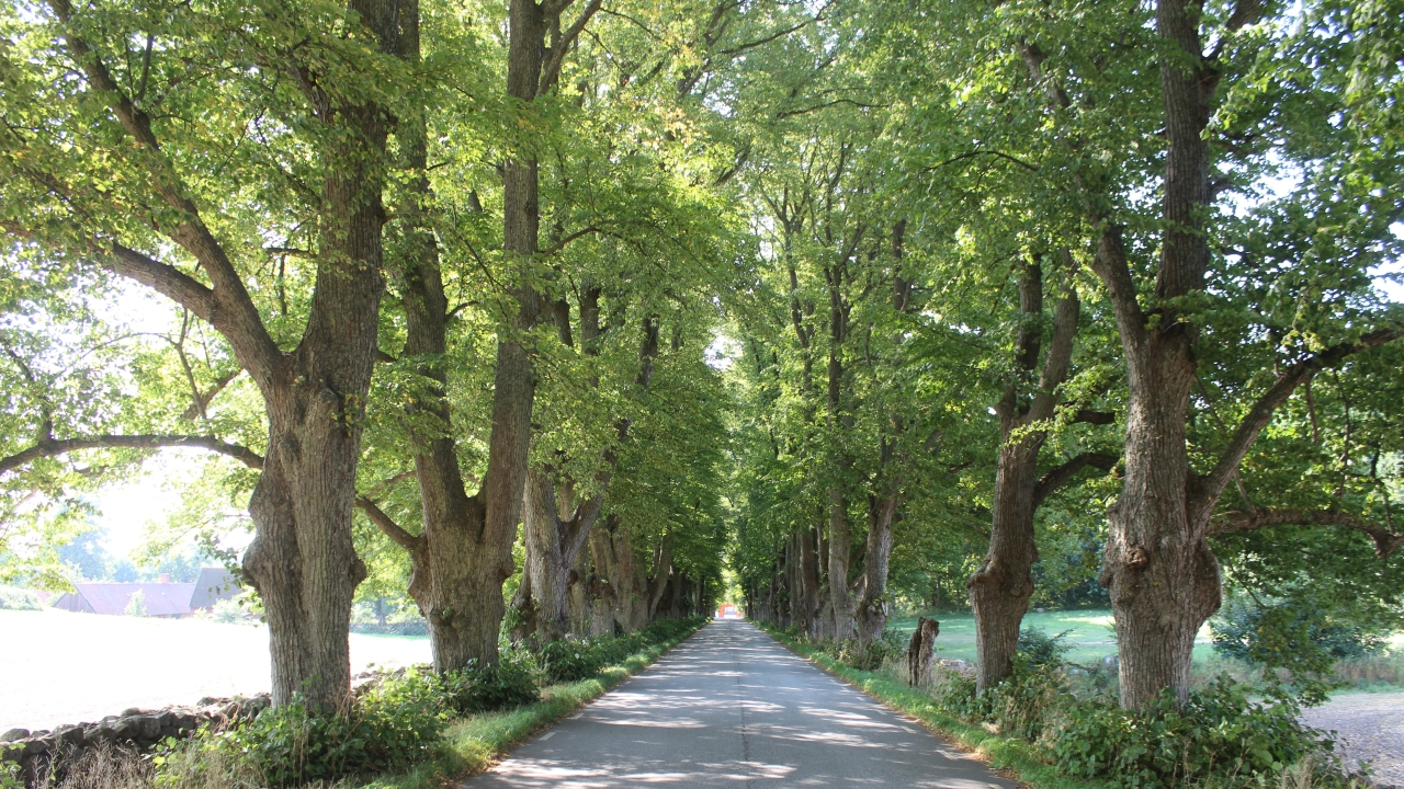 Foto av Grönt kulturarvs parklinden 'Övedskloster'. Fotot visar en asfalterad väg genom en långt sträckande allé med parklindar på vardera sida. Lindarna är flerstammiga och i full grönska. Högt gräs syns mellan träden och längs stammarna syns buskar av rotskott. Till vänster går en stengärdesgård med en åker på andra sidan i fjärran syns två ladugårdstak. På höger sida om allén syns även där ett grönt fält och öppen jord på en åker.