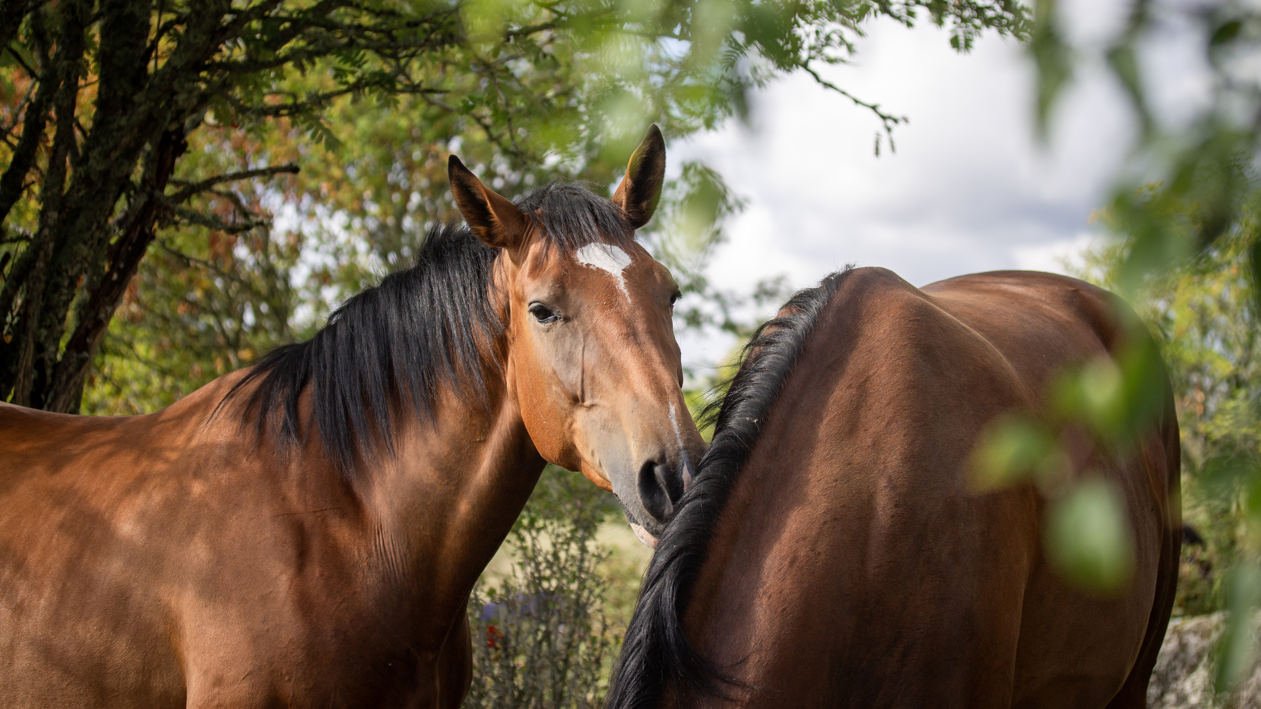 Foto av två bruna hästar utomhus under sommartid i grönska.