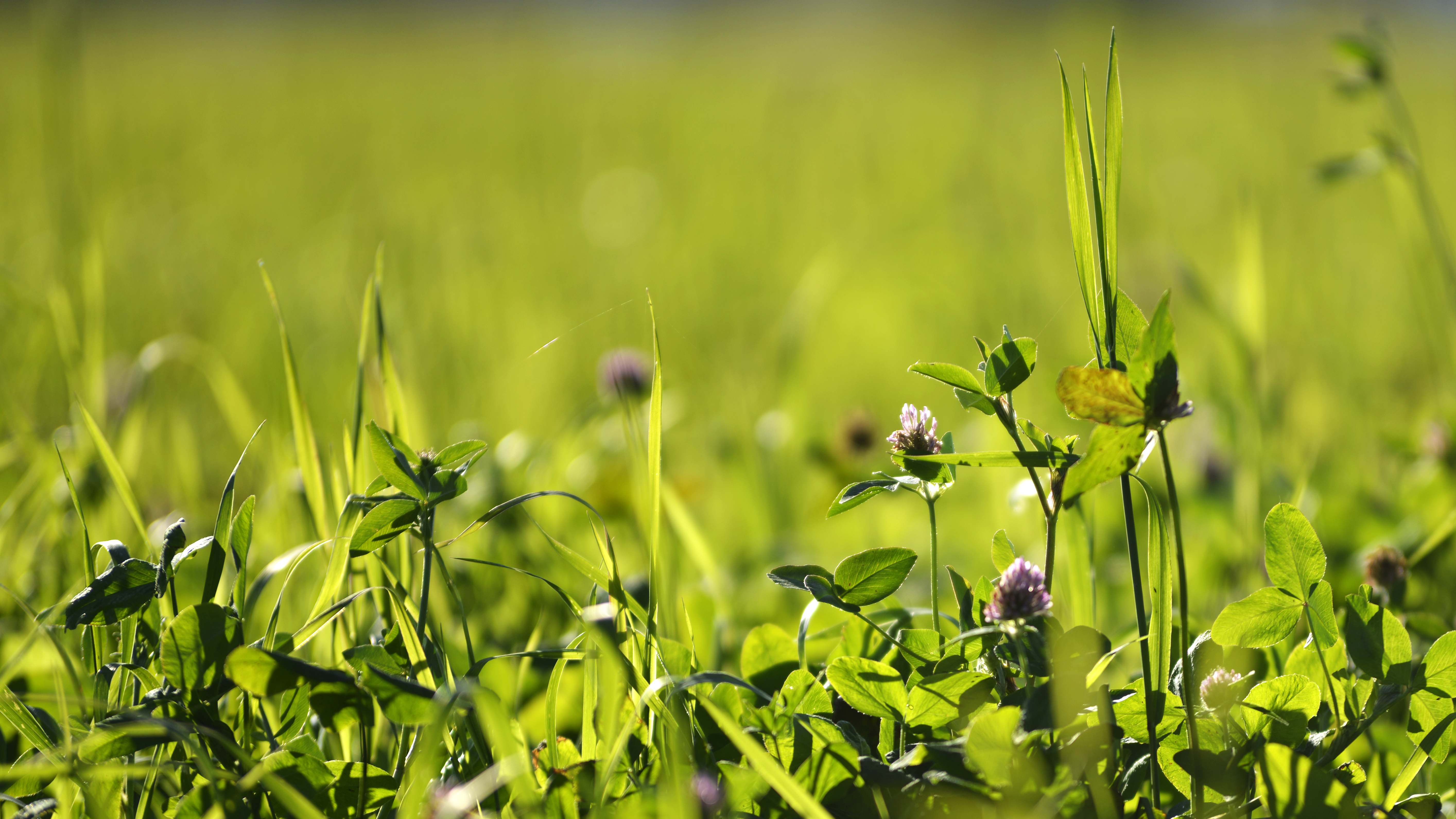 Klöver och gräs