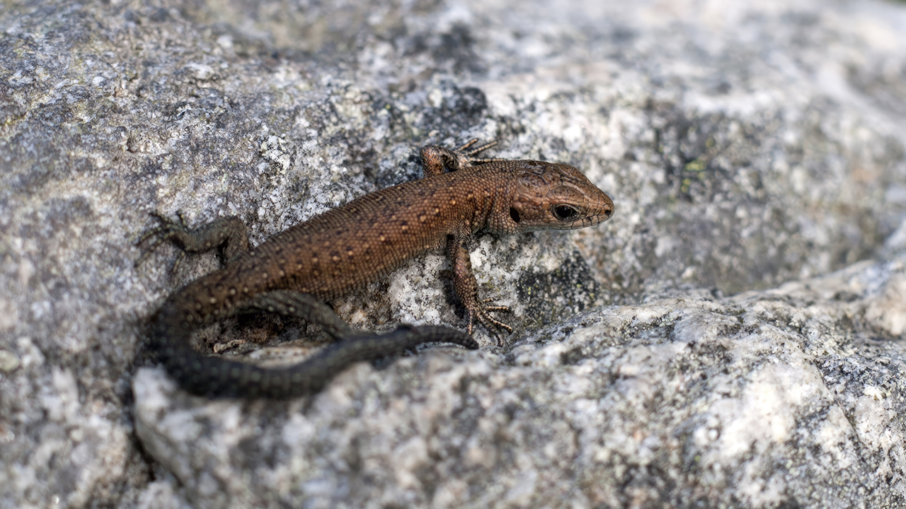 En brun ödla ligger på en ljus stenig yta. Kroppen är täckt av små fjäll och prickar i mörkare nyanser, och svansen är lång och smal. Ödlan har smala ben med tydliga klor, och den ligger delvis i skugga mellan stenarnas ojämna ytor. Foto