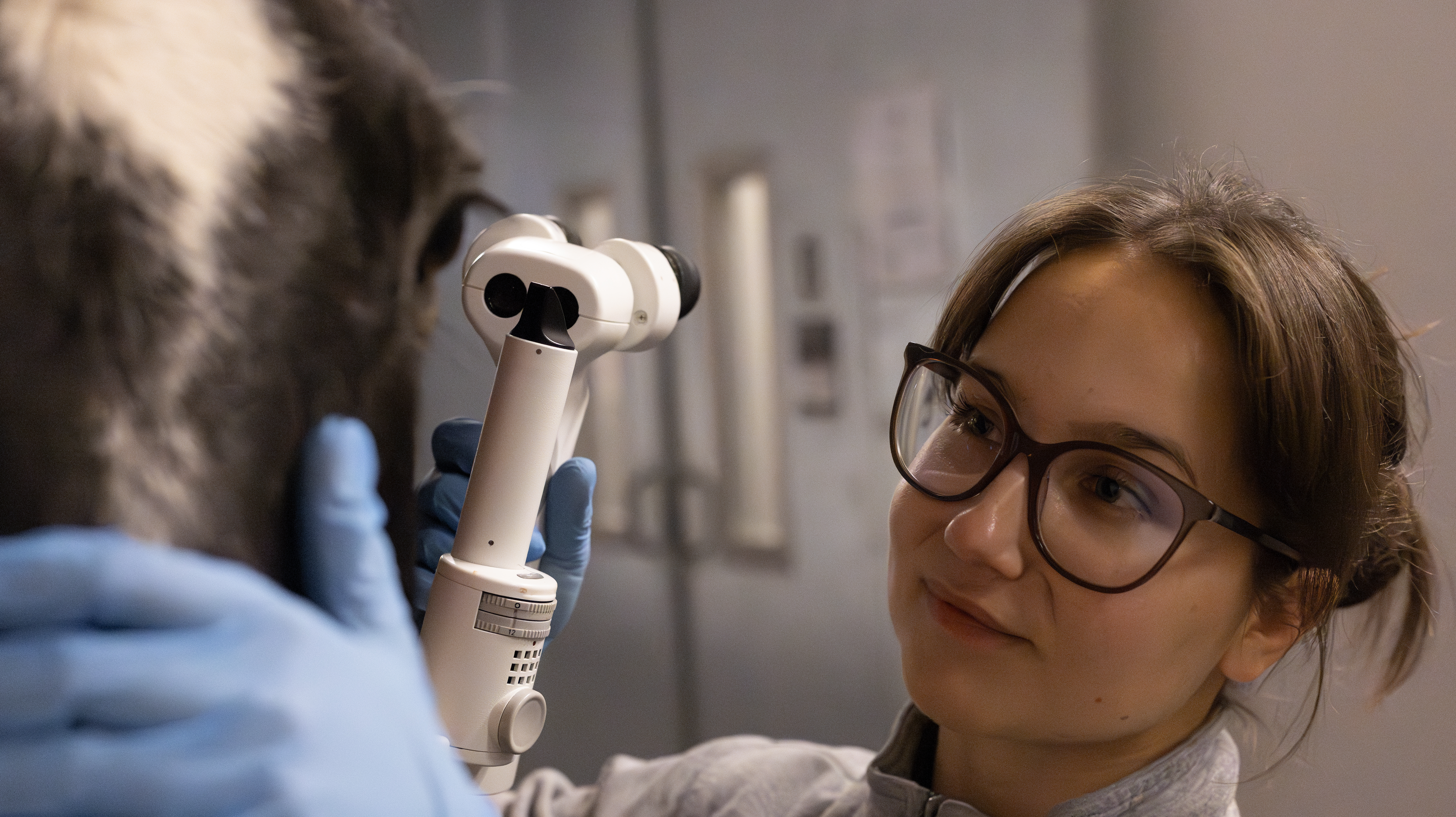 Foto av en kvinna iklädd veterinärkläder (Hanna Holmqvist, SLU) som med hjälp av en ögonlampa undersöker en hästs öga.