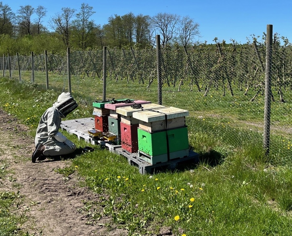 Picture of four beehives near an apple orchard. A person sits in front wearing a protective suit.