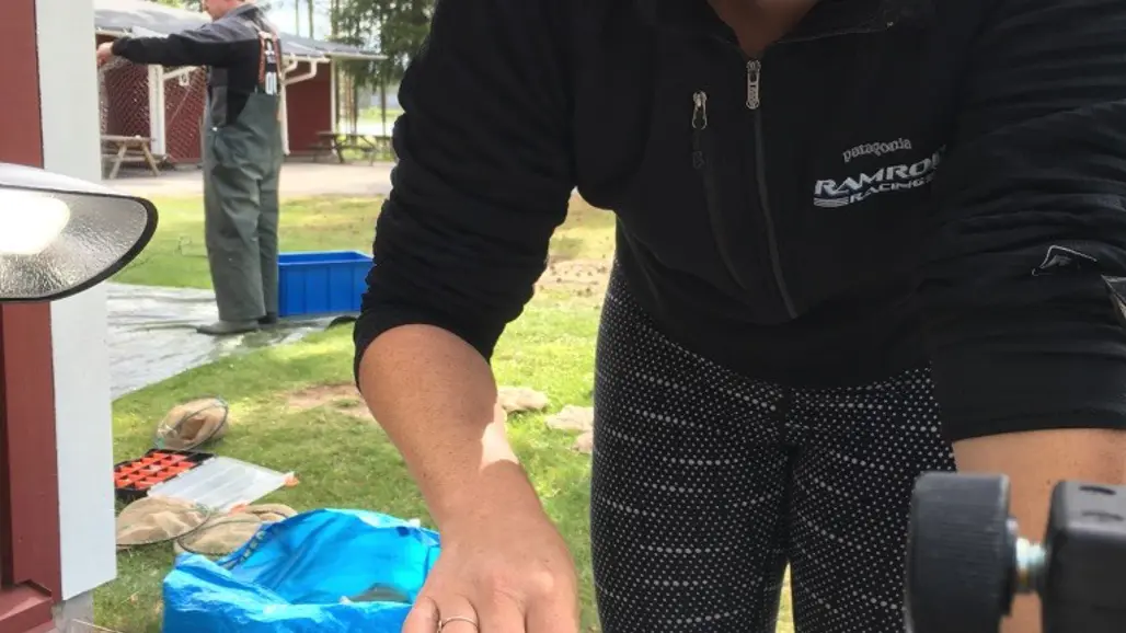 En person förbereder en abborre för att bli fotograferad på ett bord