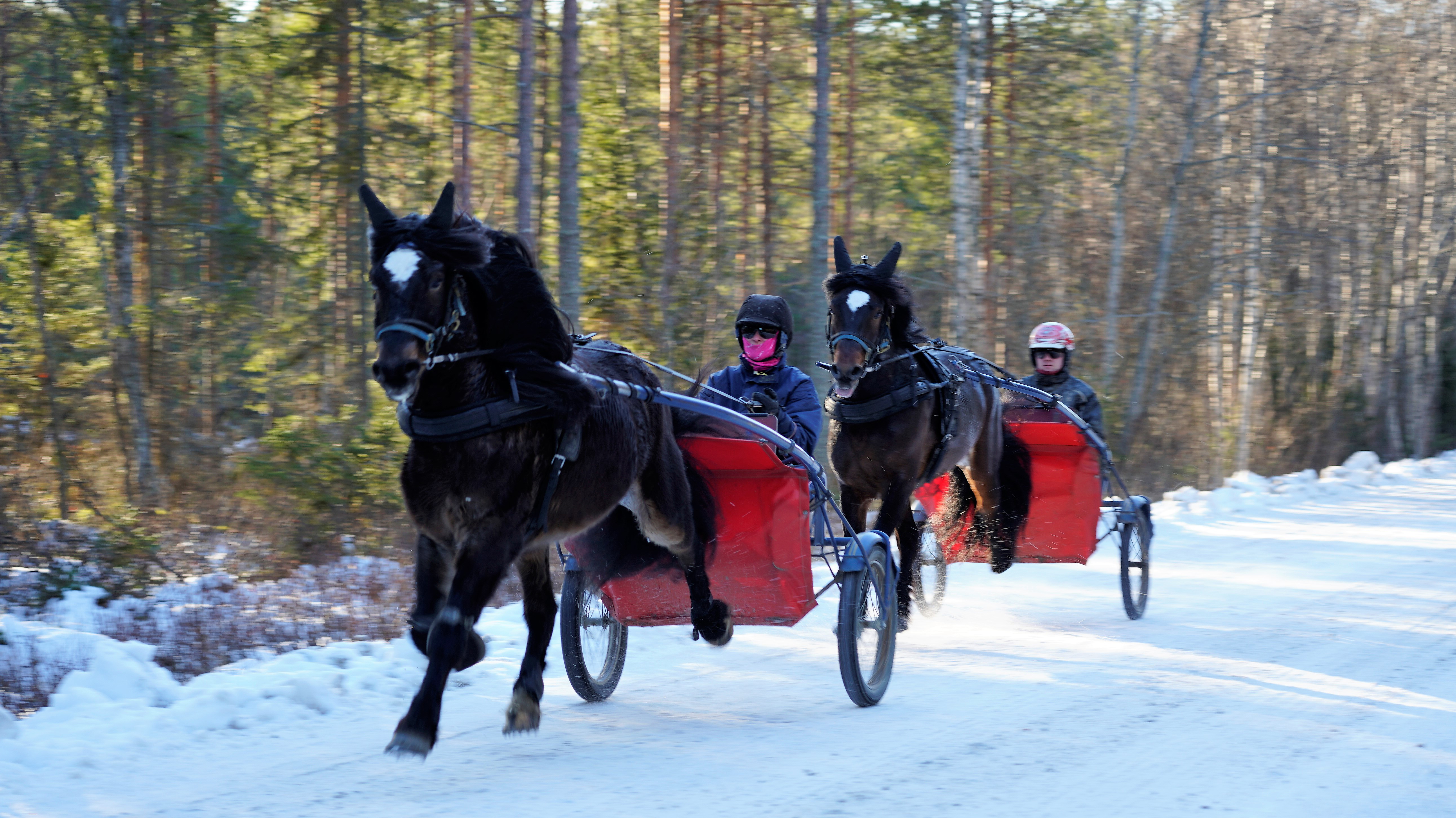 Foto av hästar av typen kallblodstravare som springer framför kusk och sulky på snö.
