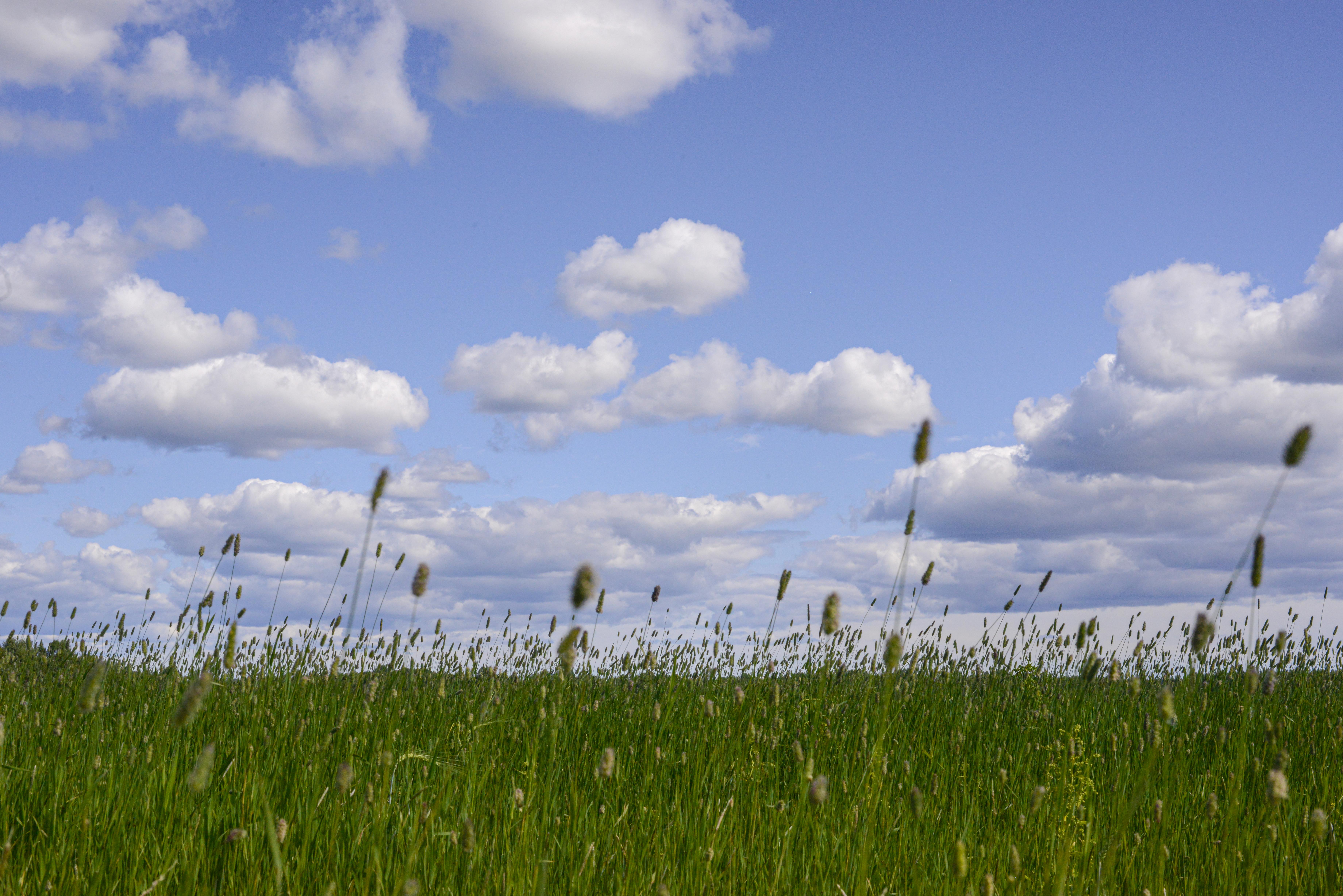 En grön äng med timotejgräs som sträcker sig mot en klarblå himmel med vita, fluffiga moln.