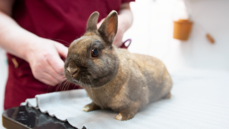 A brown rabbit is standing on a table. It is standing on a table with a light-colored blanket under it. In the background, a person is standing wearing burgundy medical clothing.