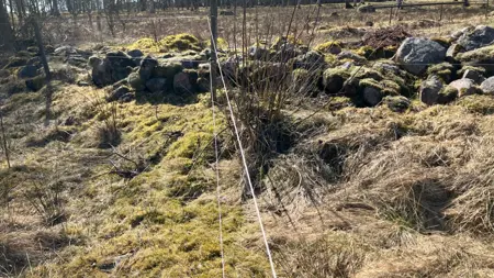 Betesmark med stängsel där skillnaden mellan betad och obetad mark syns. Foto.