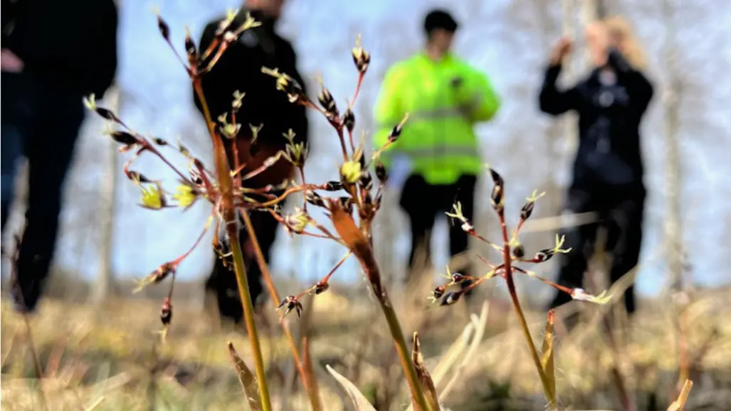 Närbild på vårfryle, människor syns suddigt i bakgrunden. Foto.