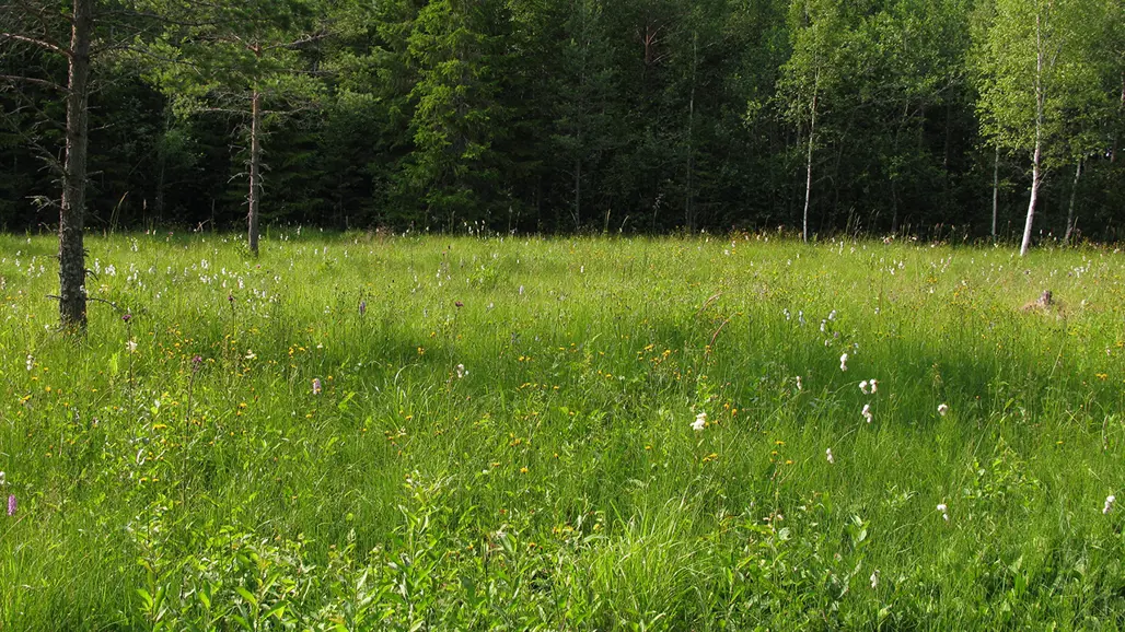 Grön våtmark med granar i bakgrunden. Foto