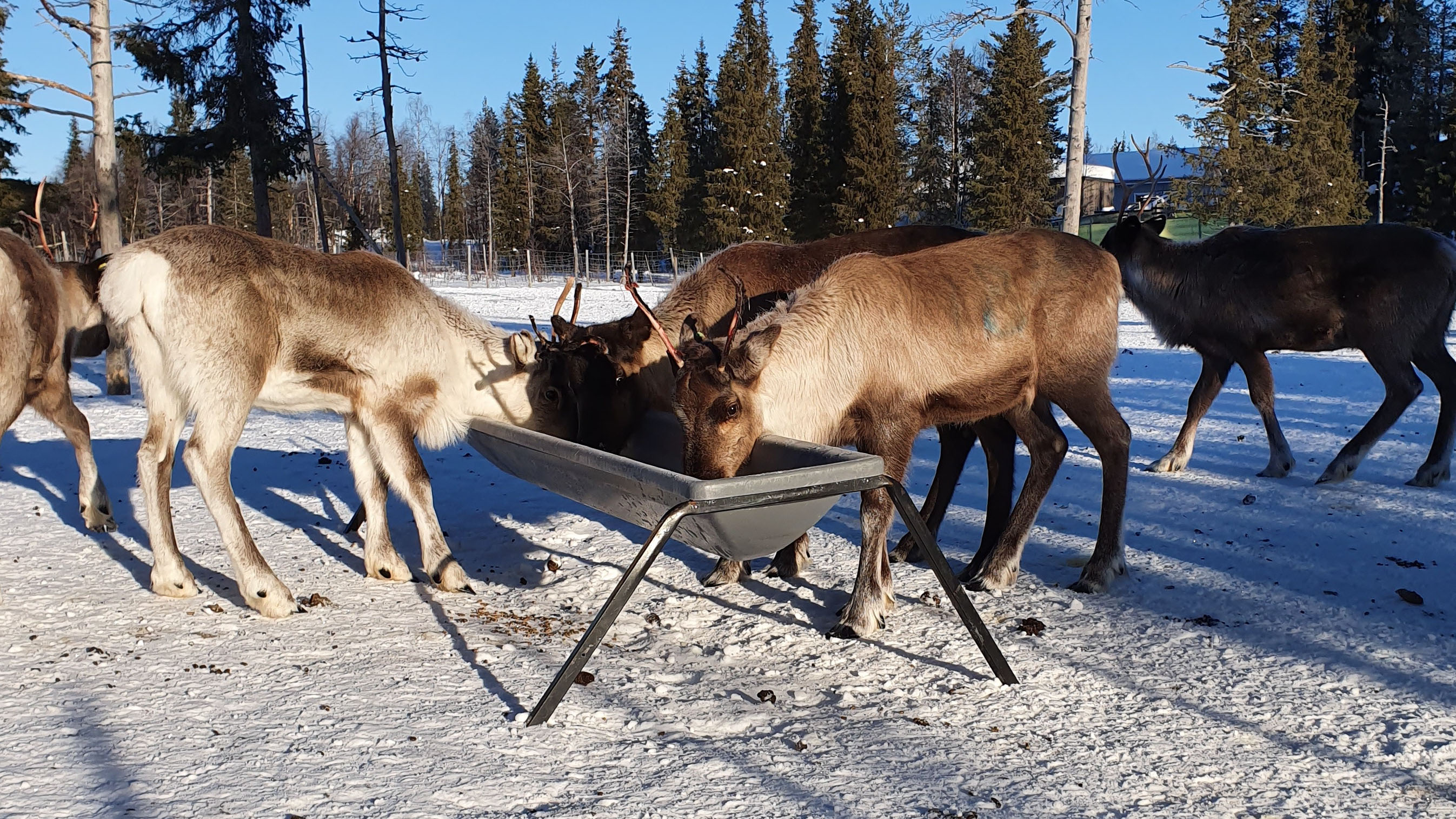 Renar i snö äter vid en utfodringsplats. Foto. 