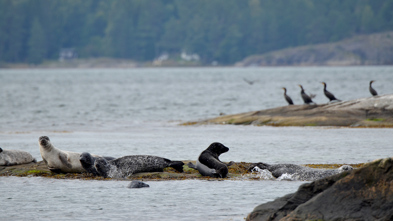 Sälar på en klippa