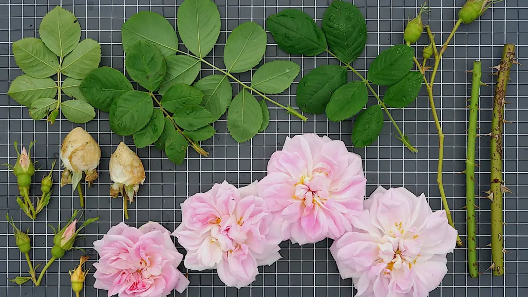 Blommor, knoppar och blad av rosen 'Belle Catherine' ligger på en mörk bakgrund, indelad i rutnät.