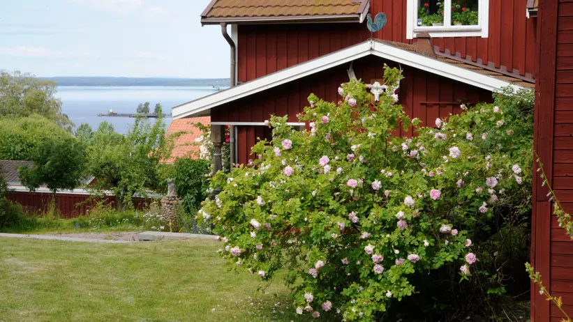En planta av den rosablommande rosen 'Belle Catherine' växer framför ett rött trähus. I bakgrunden ses en stor sjö.