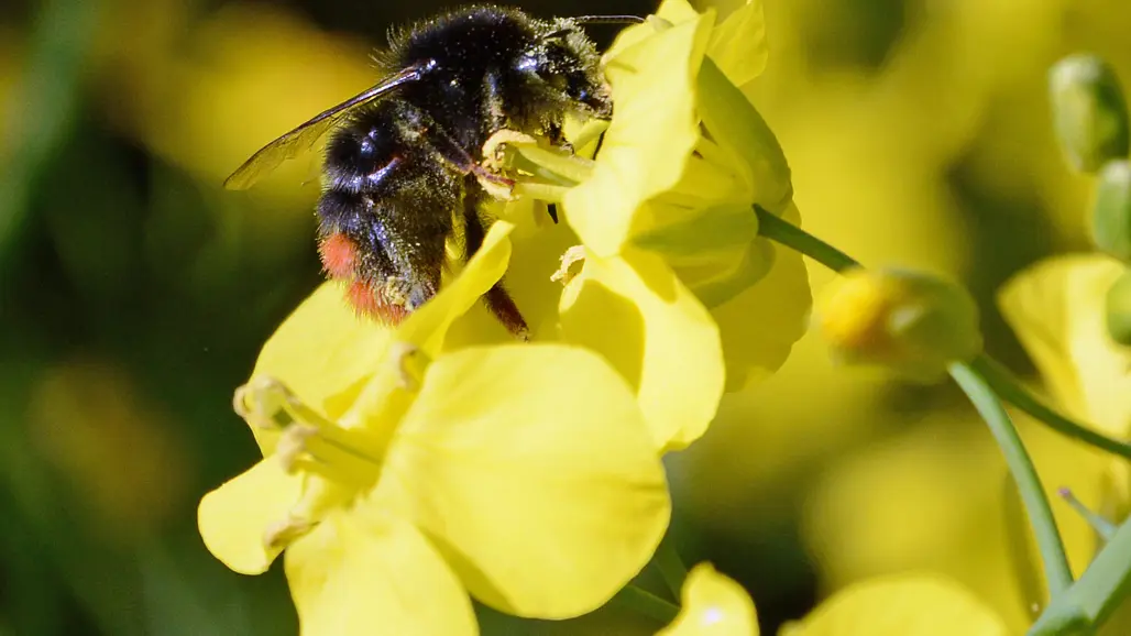 Bi på rapsblomma