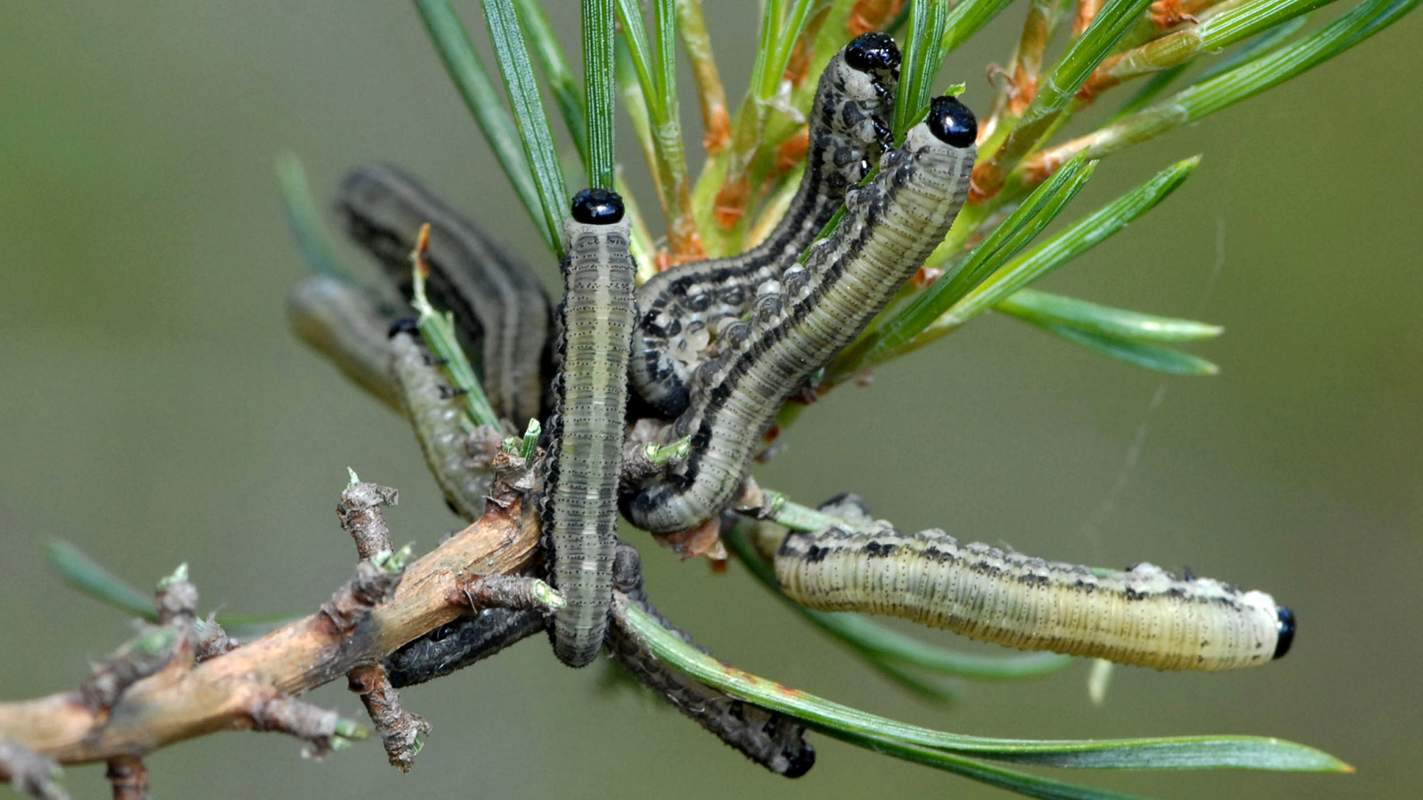 Larver äter på tallkvist