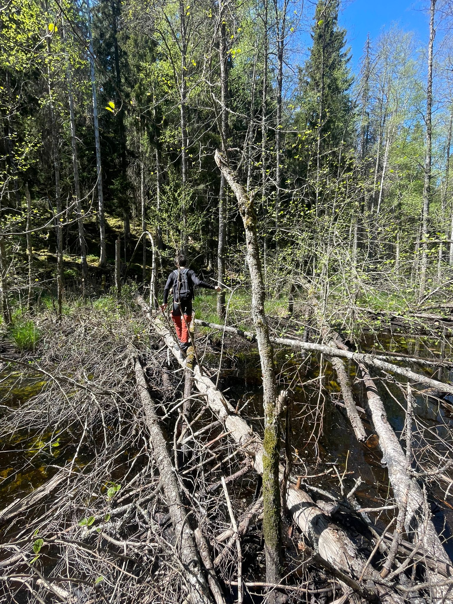 Ryggtavlan på en person som går över fallna stockar över ett vattendrag i skogen. Foto.