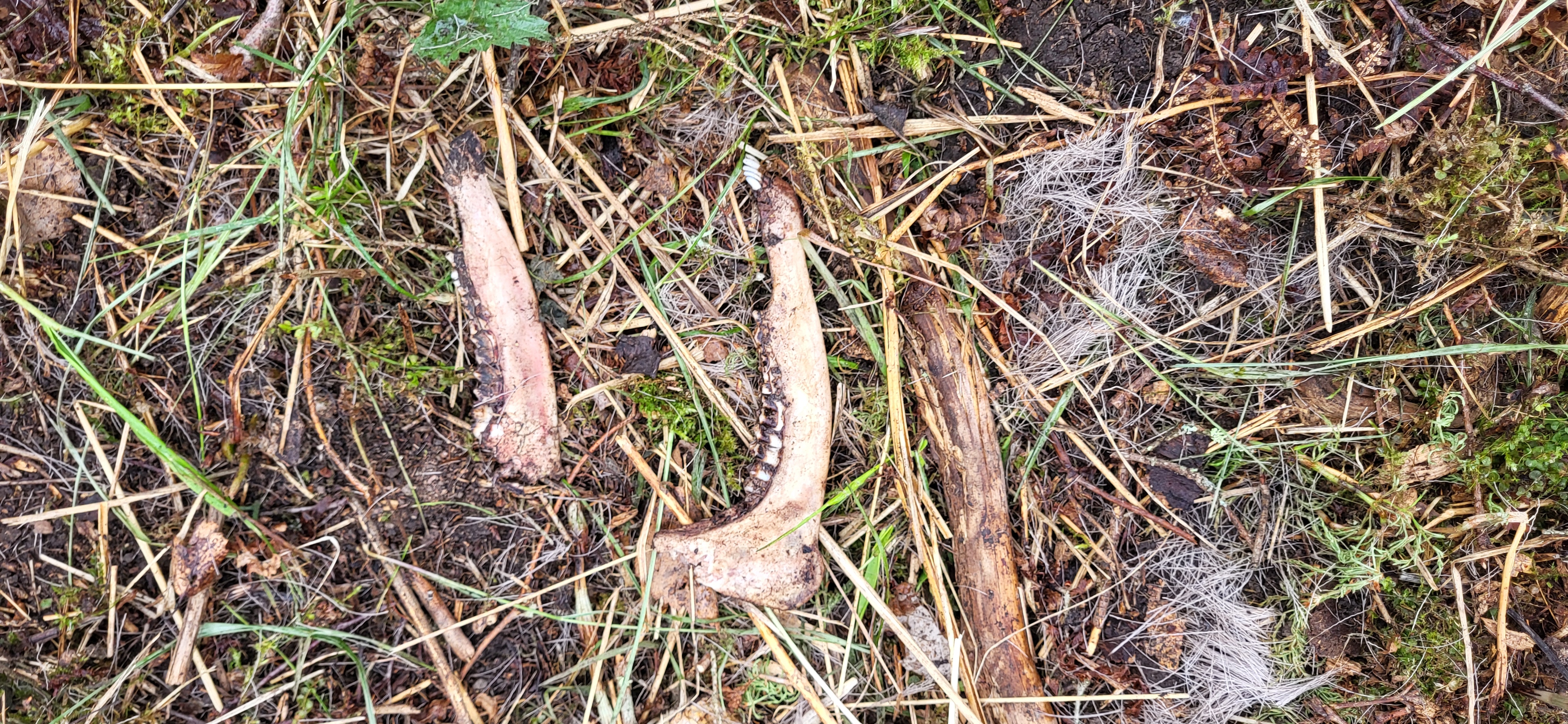 Käkben med tänder från rådjur, som ligger på mark med mossa och löv. Foto.