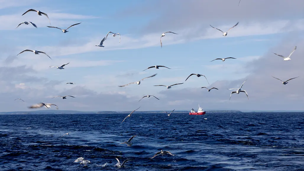 Seagulls flying over sea