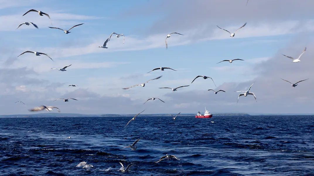 Seagulls flying over sea