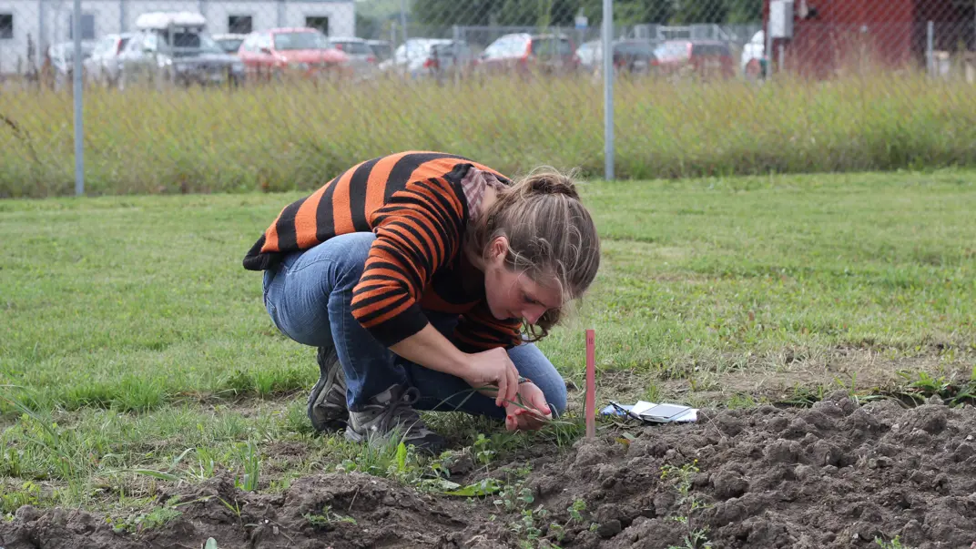 A student looking at something in the soil.