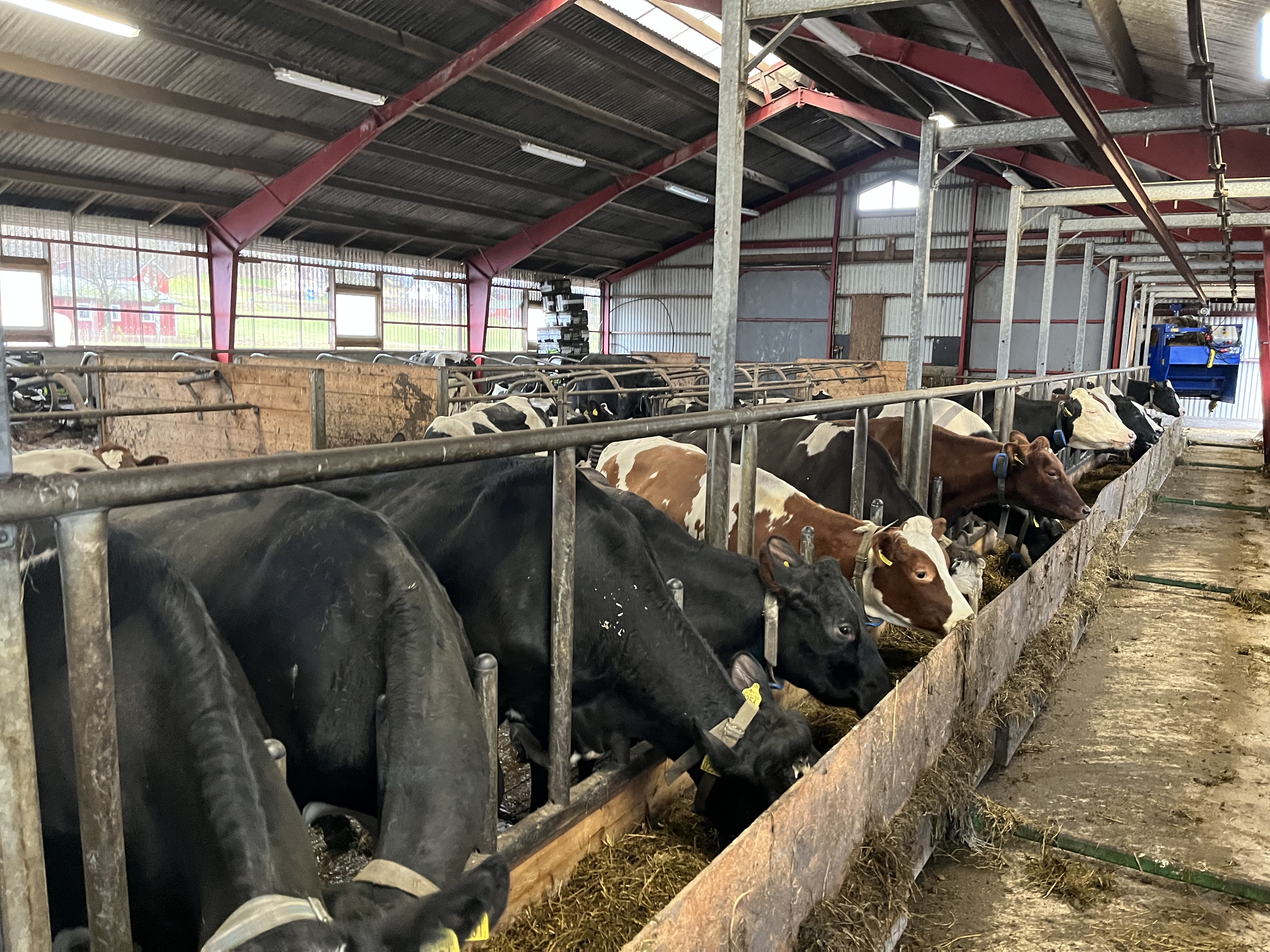 Kor blir utfodrade i en ladugård. Foto. 