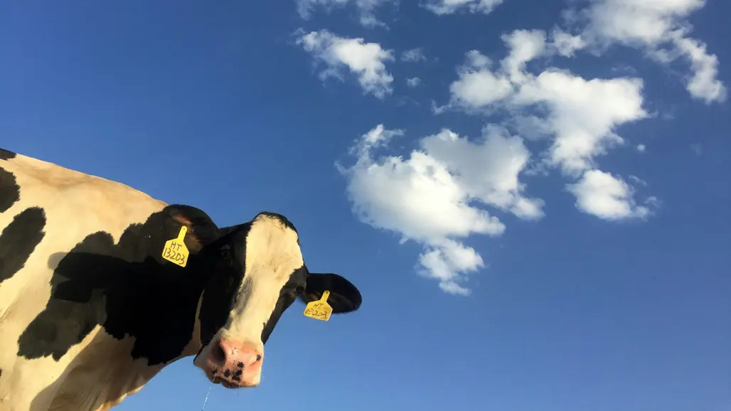 En ko mot bakgrund av en blå himmel med moln. Foto.