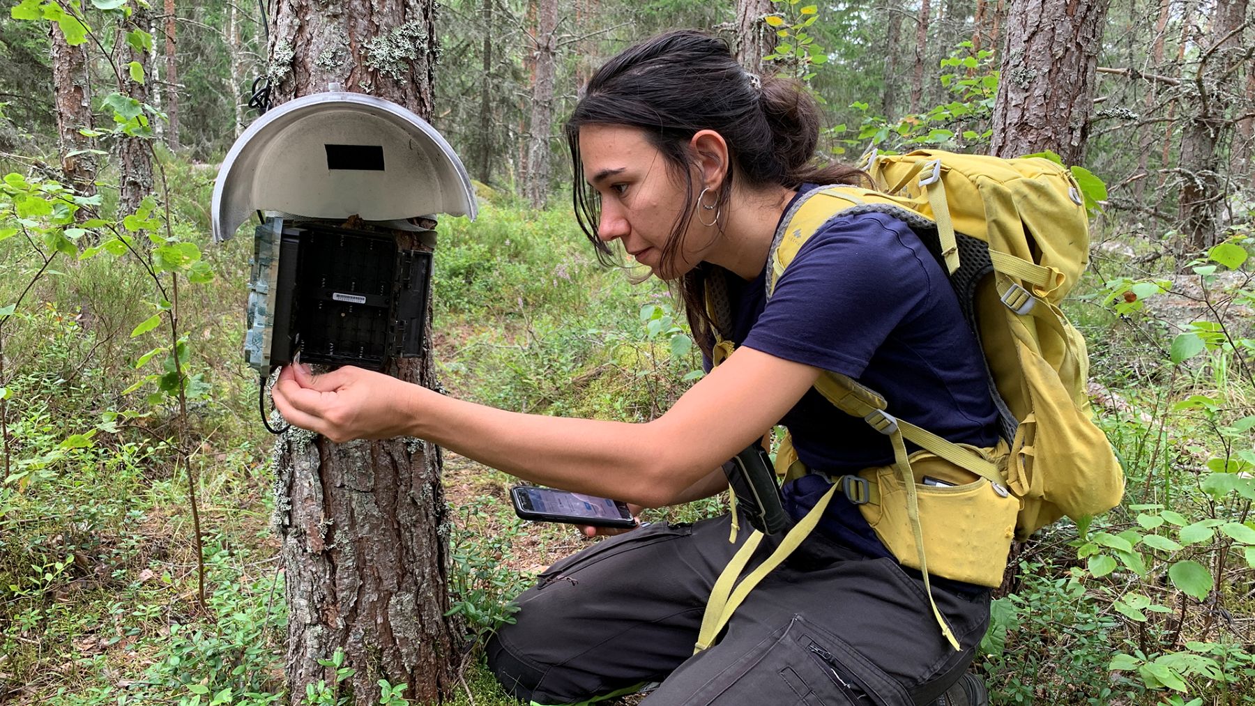 Woman looking at a camera trap in the forest.