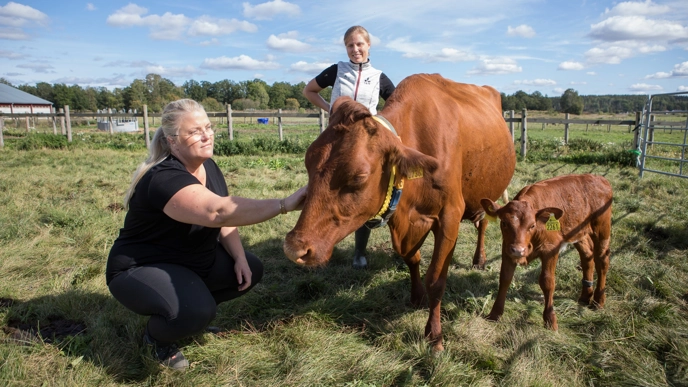 Människa sitter på huk och klappar en ko som har sin kalv brevid sig