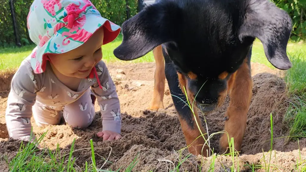 En bebis står på alla fyra i en sandlåda bredvid en rottweiler som gräver i sanden. Bebisen har solhatt på sig och ser glad ut.