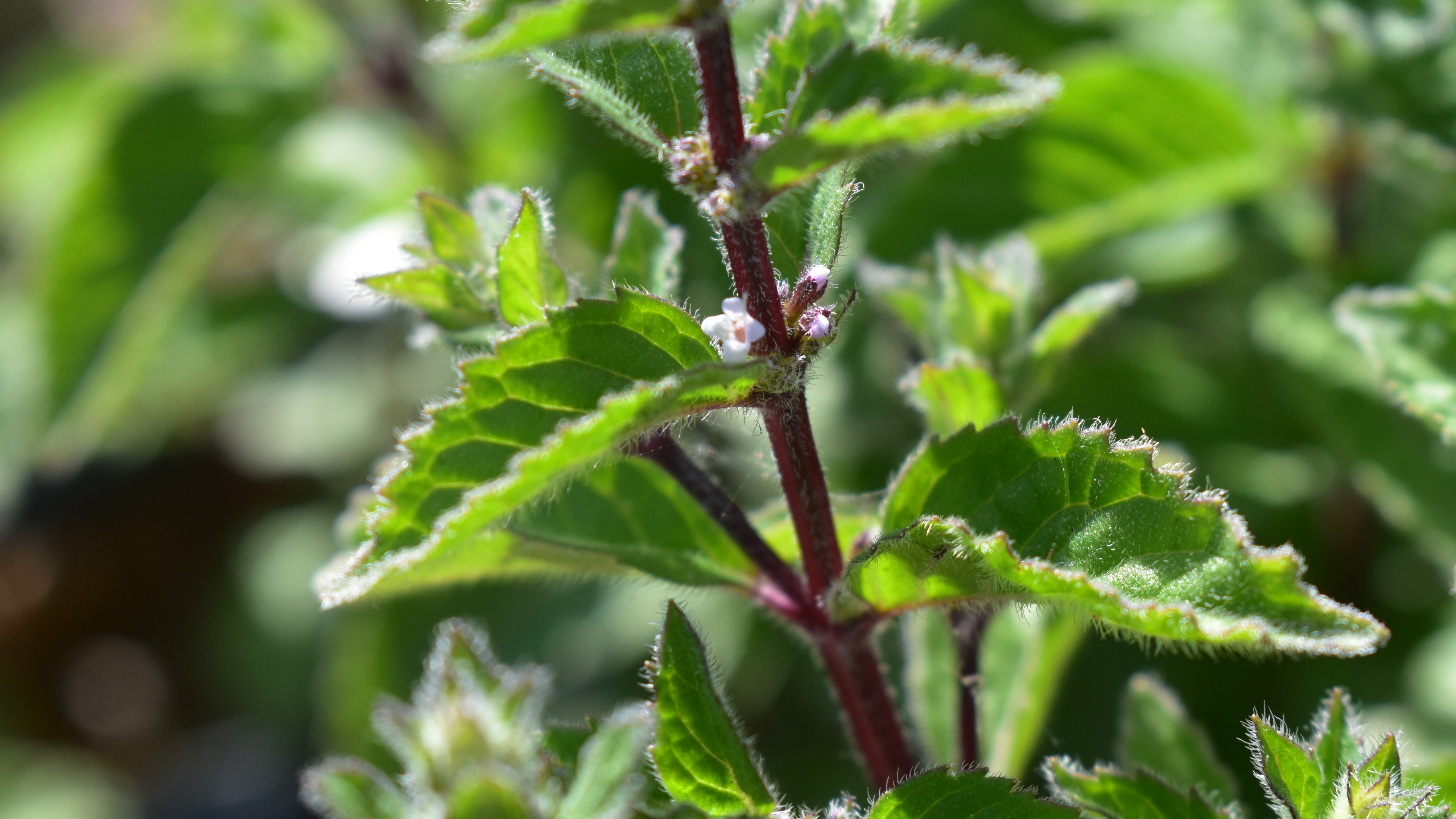 Närbild av stjälken hos mynta. 