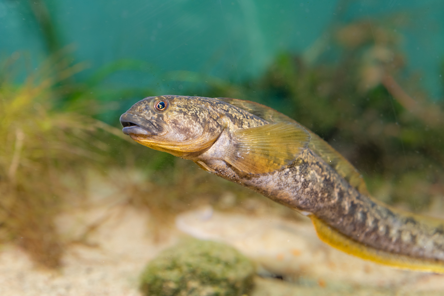 Tånglake i akvarium