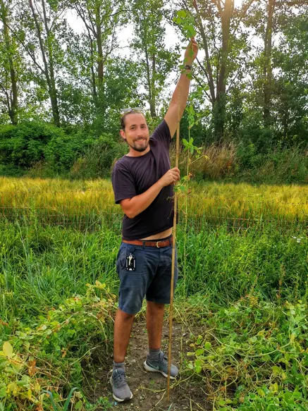 Bilden visar hur lång en baljväxt kan bli.