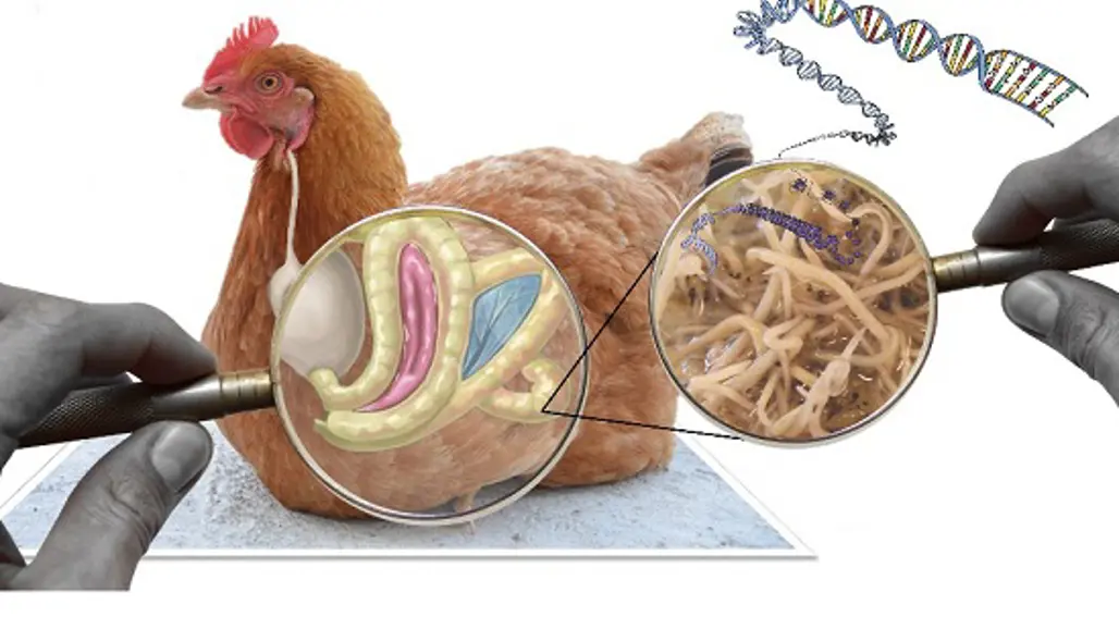 illustration-av-höna-med-spolmask-i-kroppen