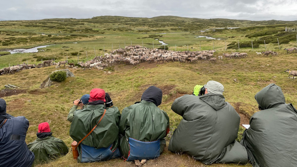 Fem forskare i regnjackor studerar en flock renar på långt avstånd.