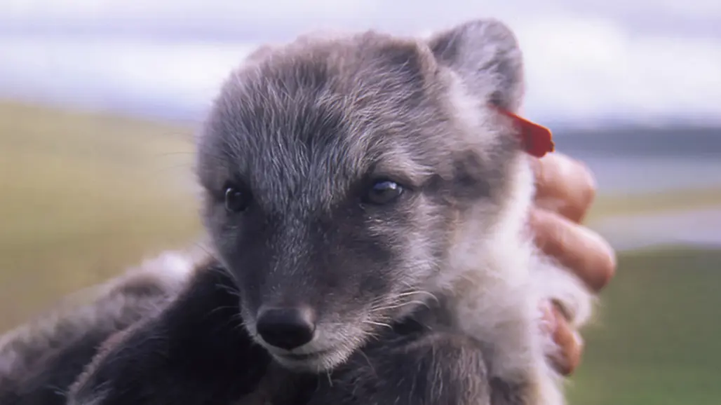 Närbild på fjällrävunges huvud. Foto