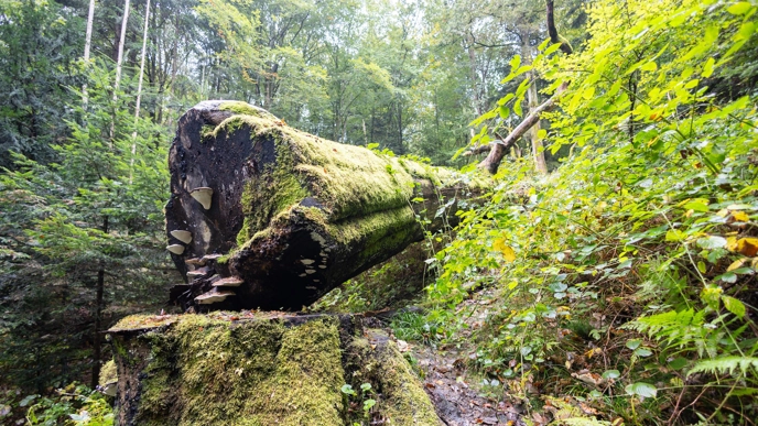 tree trunk