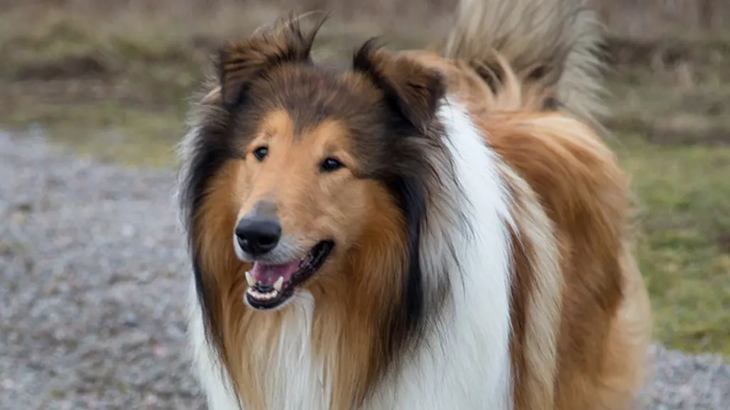 Foto av långhårig collie utomhus.