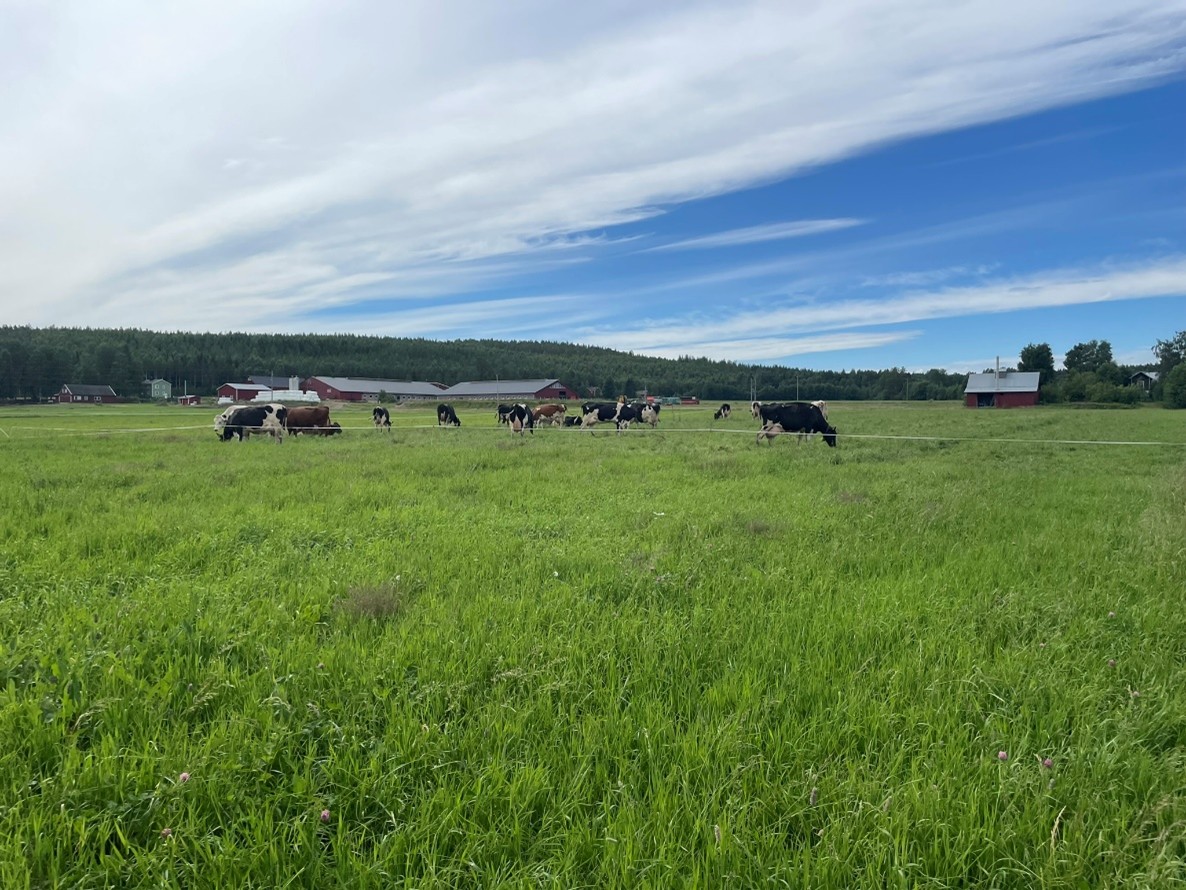 Kor på bete, gård i bakgrunden. Foto.