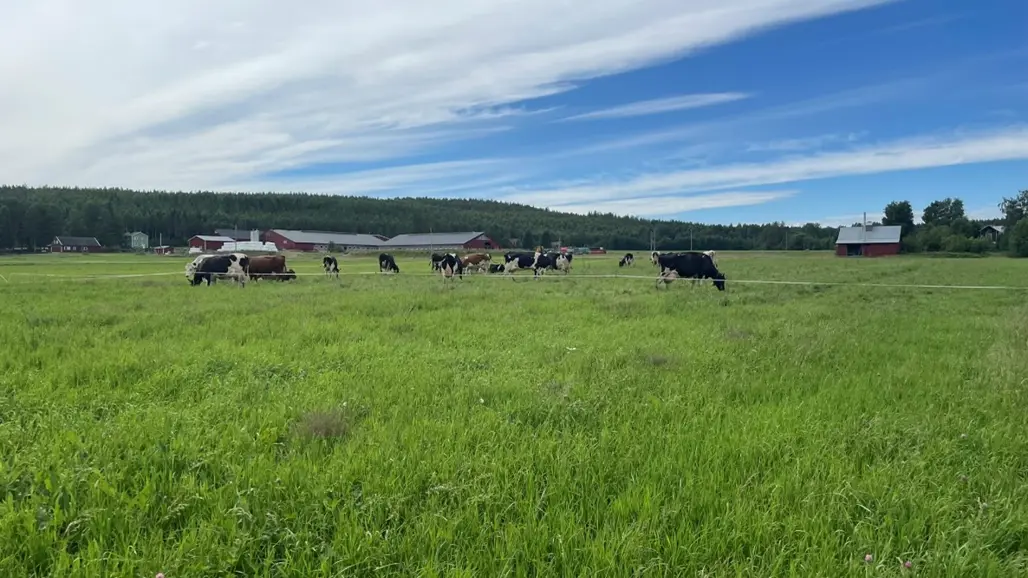 Kor på bete, gård i bakgrunden. Foto.