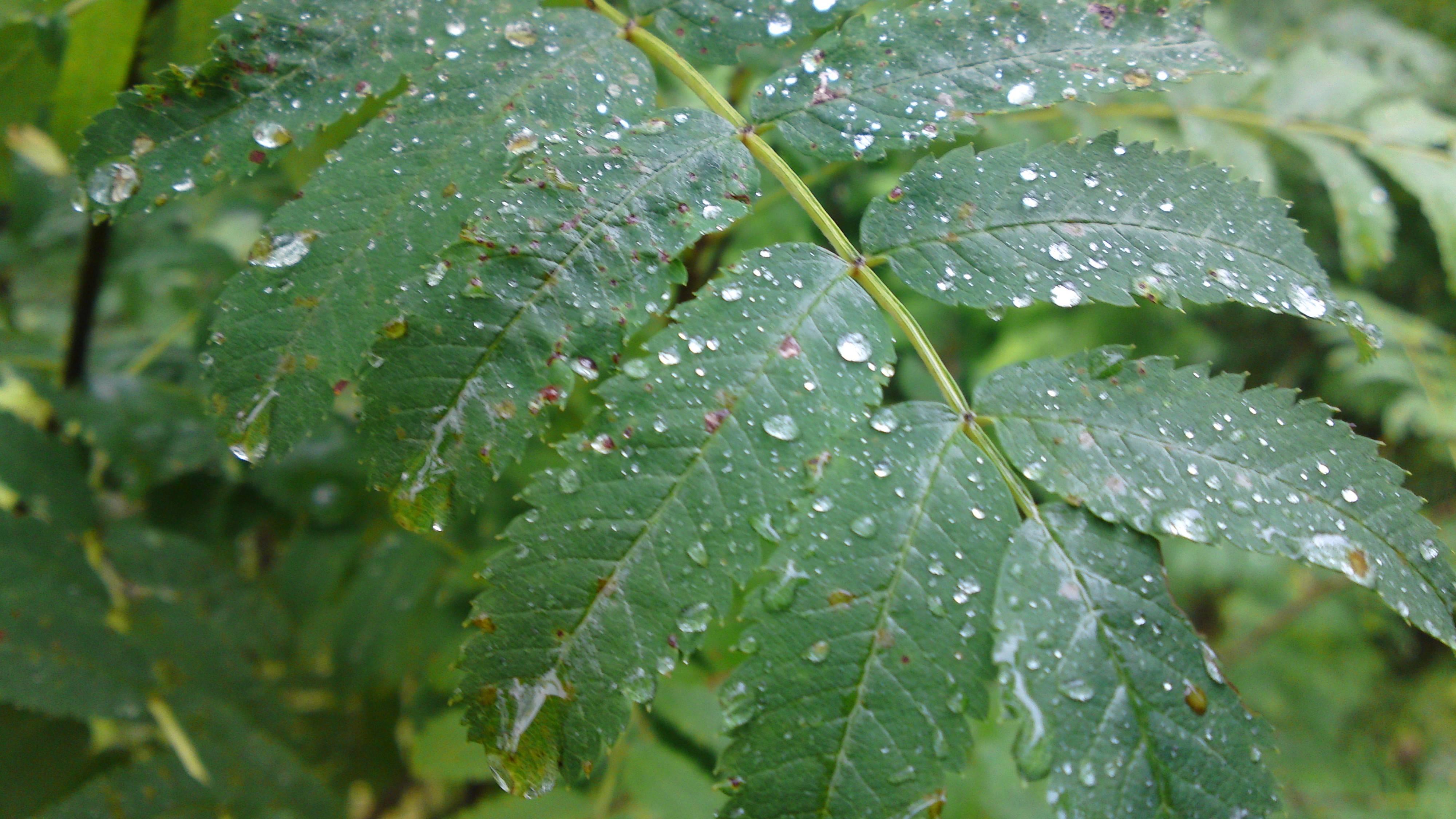 Rowan leaf with water droplets