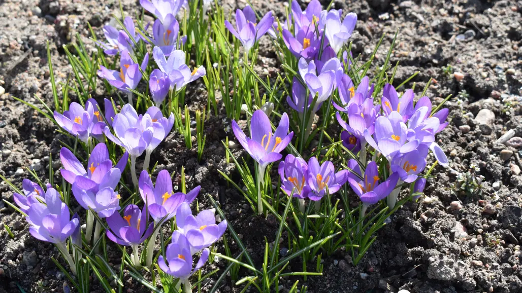 Ljuslila krokus växer i en sandbädd.