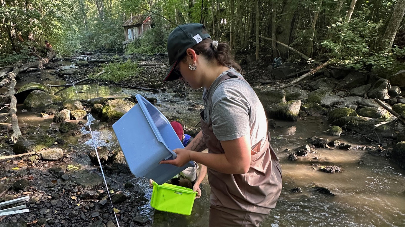 Person i keps och vadare tittar i vattenbehållare. Utomhusfoto.