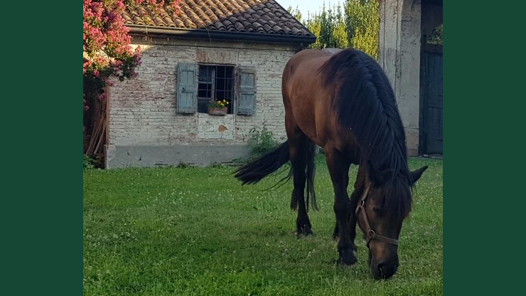 Foto av en brun häst av grov typ ståendes på en gräsmatta utanför ett litet hus.