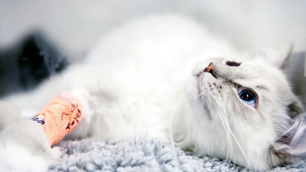 Foto på kattpatient.