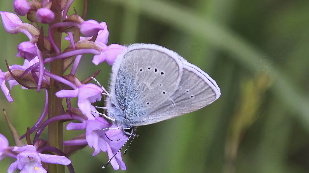 En blågrå dagfjäril sitter på en rosa blomma. Vingarnas undersidor är ljusgrå med små mörka prickar i regelbundet mönster och en ljus kantlinje. Kroppen är tätbehårad i blågrå toner och antennerna är svartvita. Blomman består av små, smala kronblad och syns i profil. Bakgrunden är mjukt grön och ur fokus. Foto