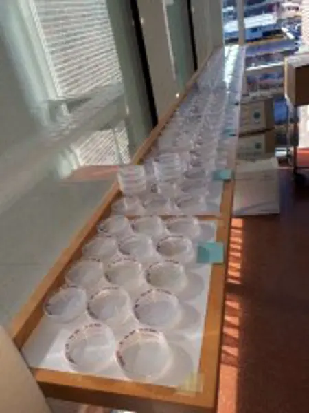 Containers with diatom clones. Photo.