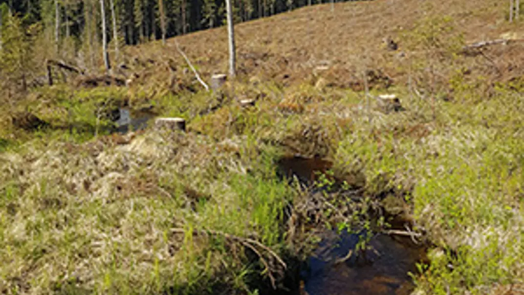 A forest stream has been exposed to the sun by clearcutting.