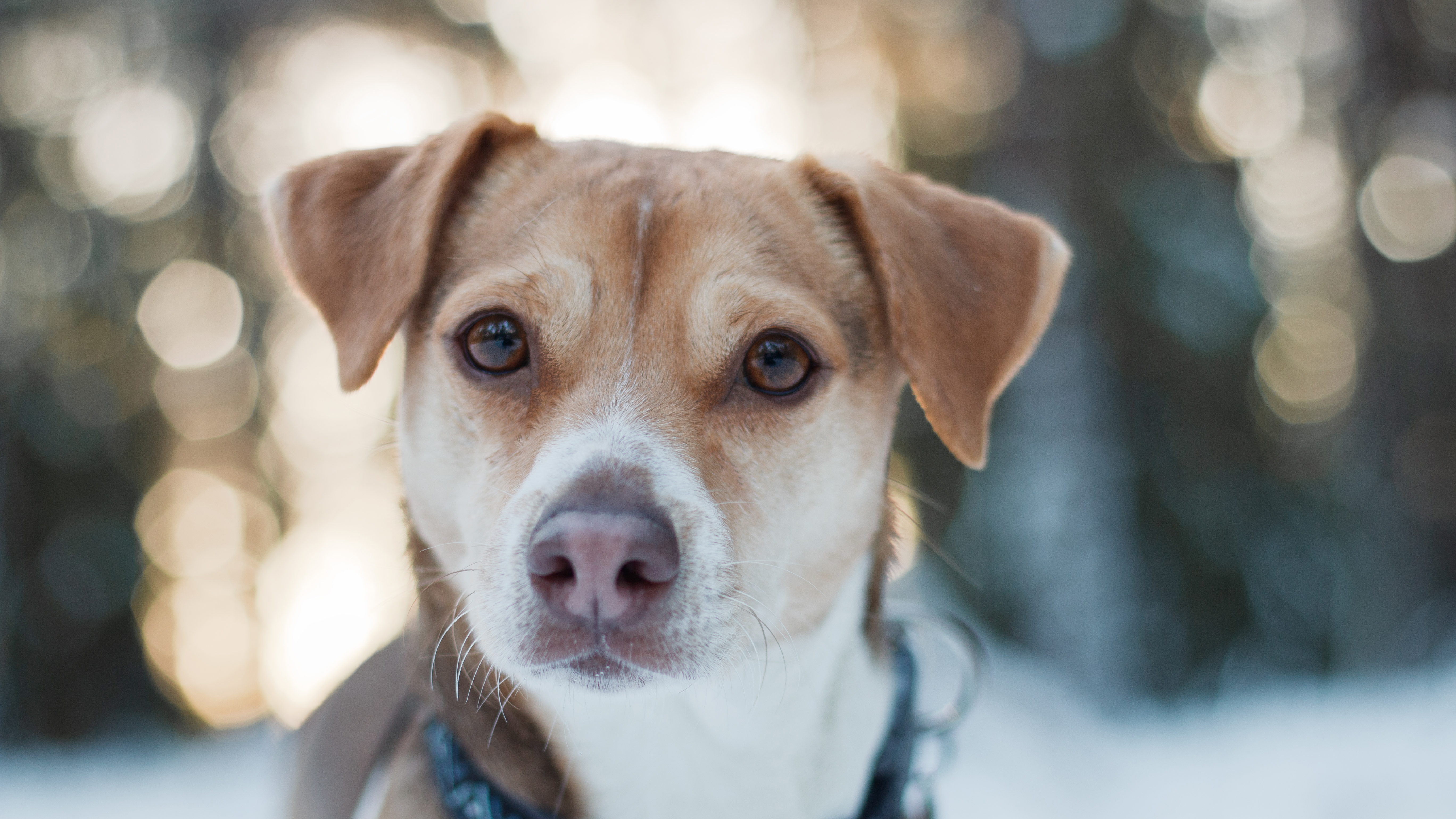 Foto av en hund av rasen dansk svensk gårdshund utomhus i snö.
