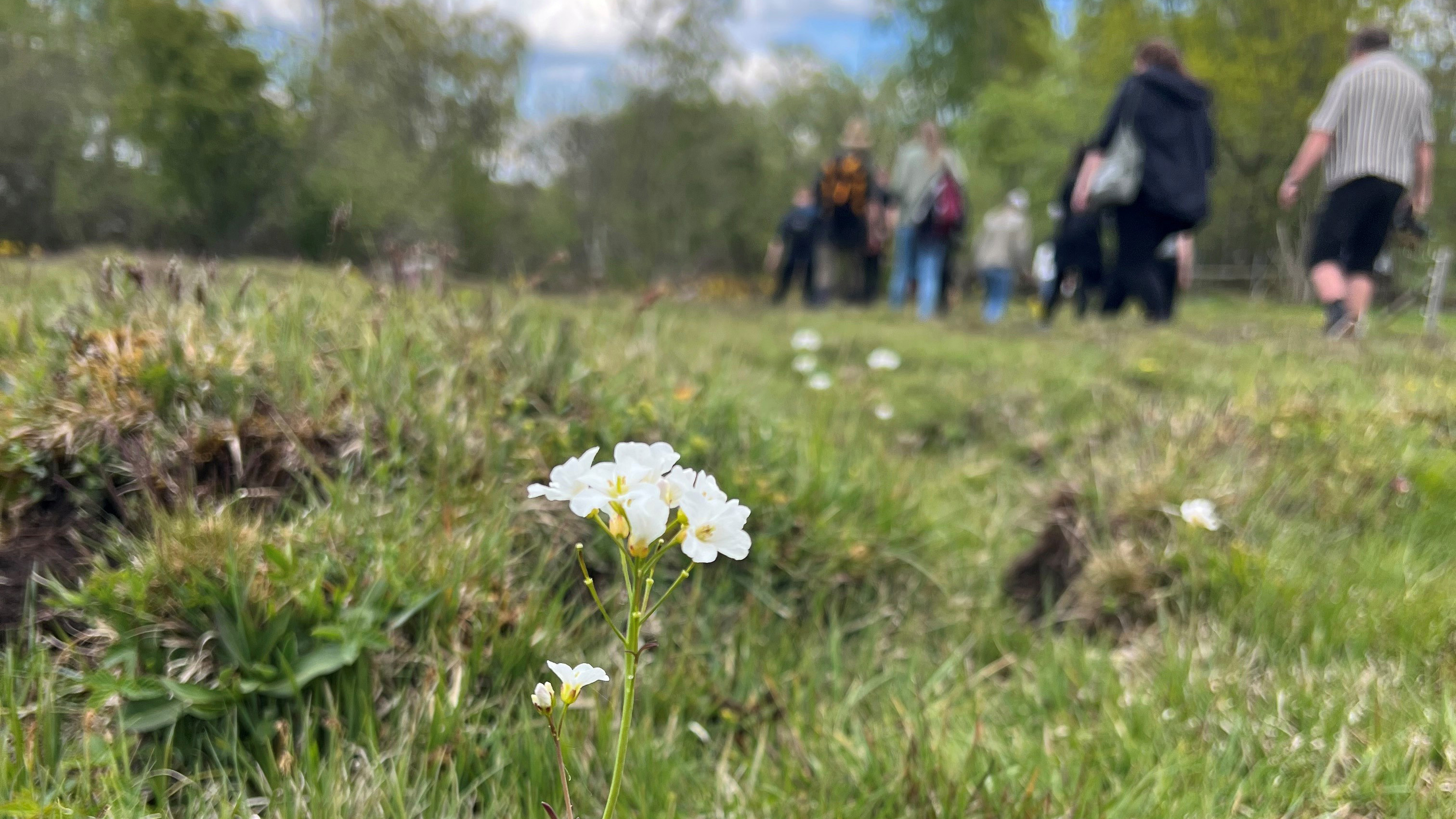 Vit blomma i förgrunden med varandrande människor i grupp i bakgrunden. Foto